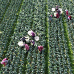 CGTN調査：93.5%が中国本土の貧困撲滅を世界の貧困削減に貢献と評価