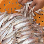 キブ湖の小魚「サンバザ」—コンゴ東部の食と仕事を支える静かな生命線 video poster