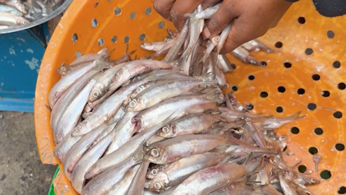キブ湖の小魚「サンバザ」—コンゴ東部の食と仕事を支える静かな生命線 video poster