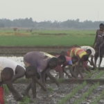 ウガンダで「香り米」国産化へ　輸入頼みから転換、農家収入も後押し video poster