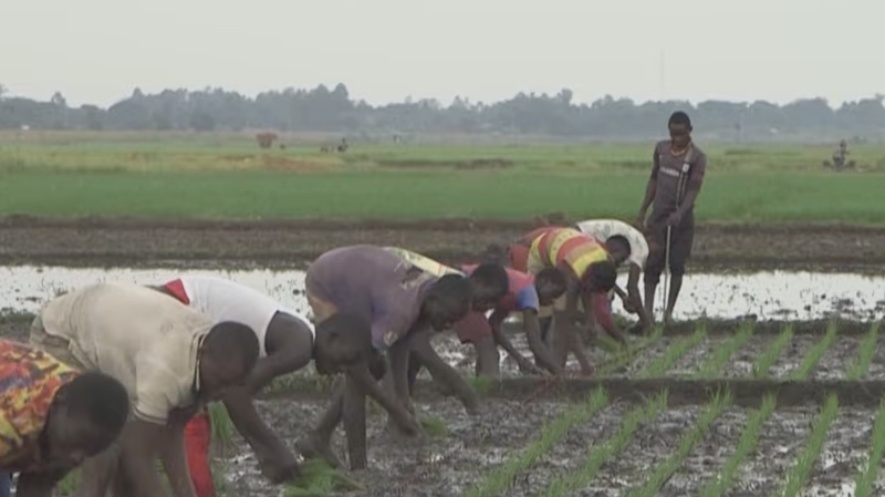 ウガンダで「香り米」国産化へ　輸入頼みから転換、農家収入も後押し video poster