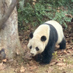 春節の再会が成都へ—南アフリカのいとこが選んだ新生活