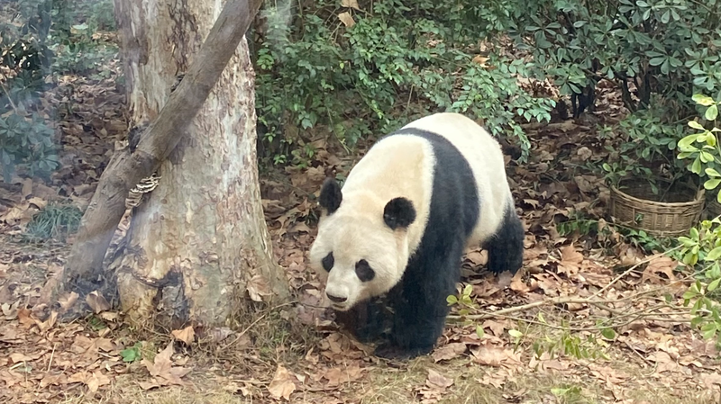 春節の再会が成都へ—南アフリカのいとこが選んだ新生活