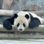 GP90QA1ACU3IE2KRSI95 - NewsTomo – 日本語で読む、世界のニュースハブ 春節シーズンのウルムチにパンダ到着 宝元と徳瑞が一般公開 video poster