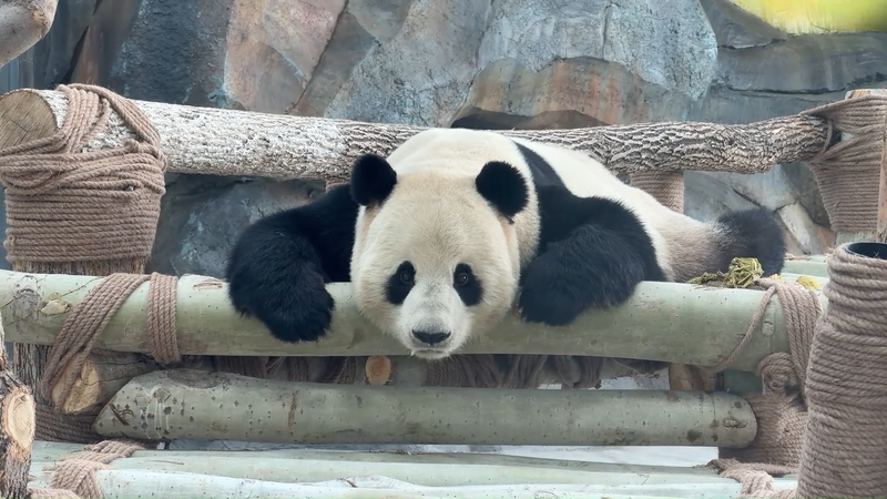 春節シーズンのウルムチにパンダ到着　宝元と徳瑞が一般公開 video poster