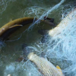 中国本土・新疆のタリム川、冬の氷上漁が本格化　生態保全で魚資源も回復 video poster