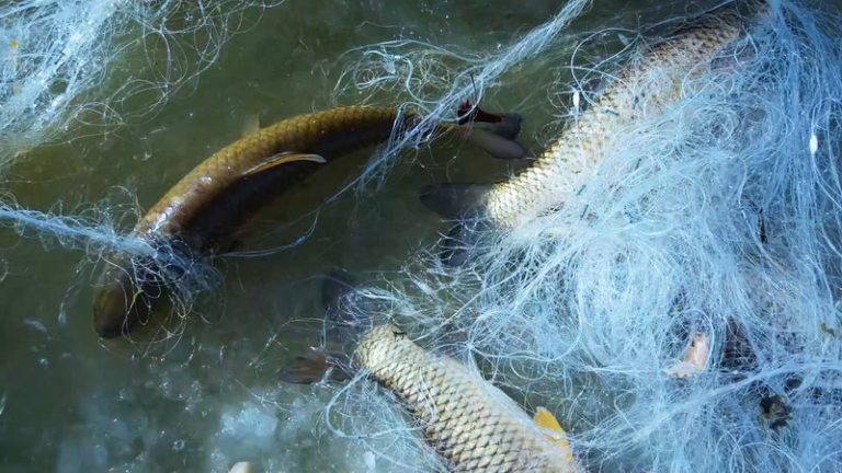中国本土・新疆のタリム川、冬の氷上漁が本格化　生態保全で魚資源も回復 video poster
