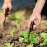 豪州研究、廃棄物から“ゼロカーボン尿素”へ　肥料の高排出を変える新手法