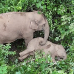 中国本土・雲南で野生アジアゾウ監視強化　春節前の共存を支える現場 video poster