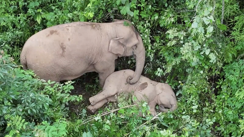 中国本土・雲南で野生アジアゾウ監視強化　春節前の共存を支える現場 video poster