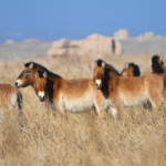 Hipparion化石が示す“ウマの大移動”――中国本土研究が開く野生馬回復の視点