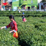 LH57R6M6H28NDIOMMQE5 - NewsTomo – 日本語で読む、世界のニュースハブ 中国本土で進む「農村特産」強化 15次五カ年計画元年の農業近代化