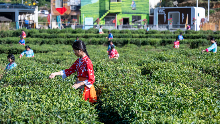 中国本土で進む「農村特産」強化　15次五カ年計画元年の農業近代化