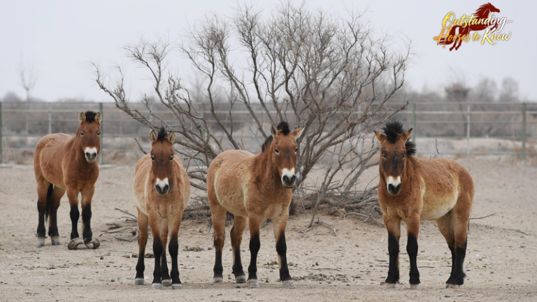 絶滅寸前から復活へ：世界最後の野生馬プシェバルスキー馬の帰還
