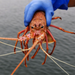 タスマニアのサーモン養殖場由来「抗生物質の痕跡」海洋生物から検出