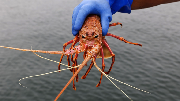 タスマニアのサーモン養殖場由来「抗生物質の痕跡」海洋生物から検出
