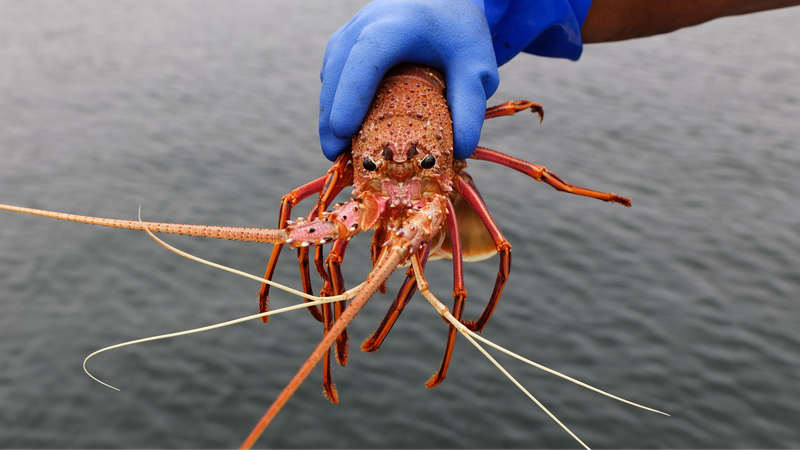 タスマニアのサーモン養殖場由来「抗生物質の痕跡」海洋生物から検出
