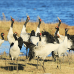 中国、自然保護区の規則を改正へ　保全の質と管理体制を強化（3月15日施行）