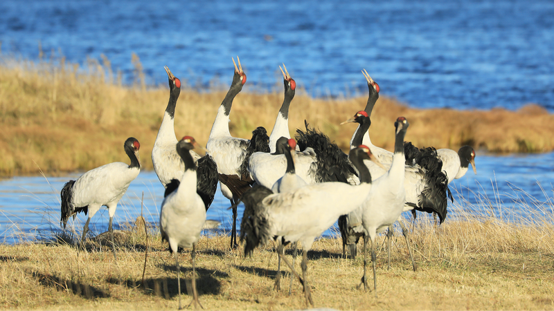 中国、自然保護区の規則を改正へ　保全の質と管理体制を強化（3月15日施行）