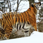雪が変える狩りと繁殖——中国本土・東北虎豹国家公園の冬 video poster