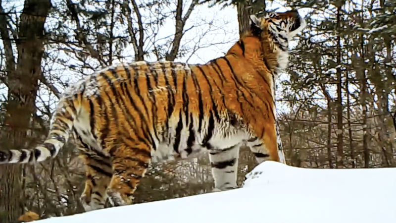 雪が変える狩りと繁殖——中国本土・東北虎豹国家公園の冬 video poster