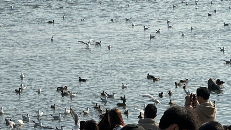 深圳湾公園で冬の渡り鳥シーズン本格化　海辺が“観察の広場”に
