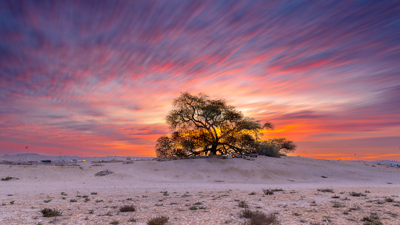 中国本土で「Plant Planet」始動、AIで植物ゲノム解読へ