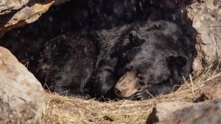 中国本土・東北の国立公園で観察：アジアクロクマの「夜型」と冬越し video poster