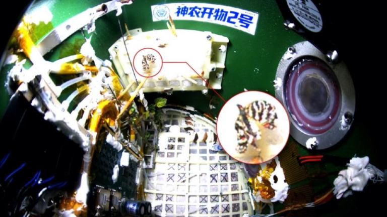 軌道上で羽化した蝶、閉鎖型生命維持システムの進展を示す
