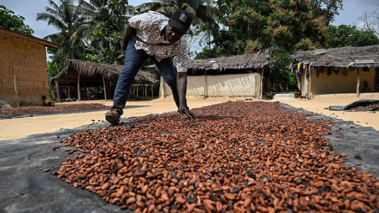 ブラジル、コートジボワール産カカオ豆の輸入停止　病害虫リスクを理由に