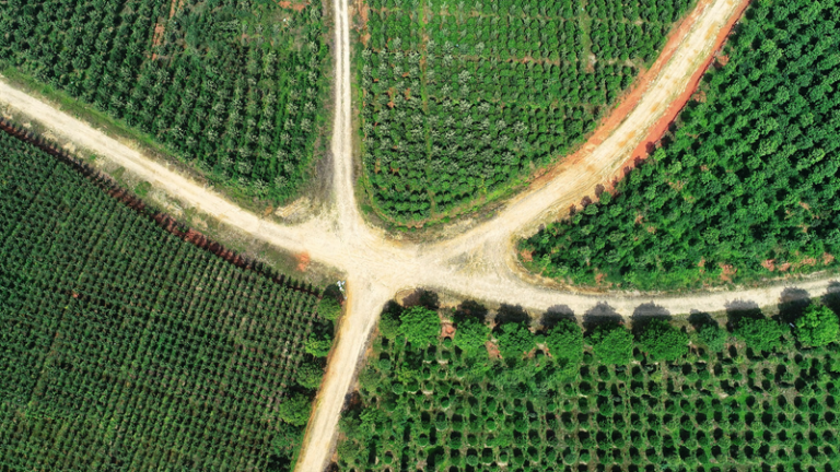 中国本土の「森林食品」取引が春節で急増、農村収入を後押し