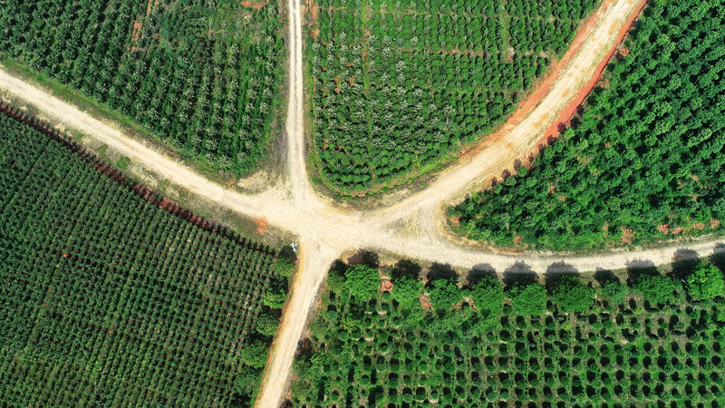 中国本土の「森林食品」取引が春節で急増、農村収入を後押し