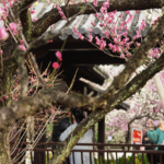 春節連休初日、中国本土の各地で家族が“春の香り”を満喫