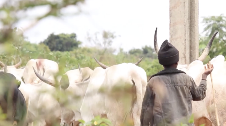 ナイジェリア中部で農民と牧畜民の衝突続く　気候変動と土地不足が火種 video poster