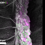 ハーバード大の多色顕微鏡、細胞の形とタンパク質位置を同時に可視化
