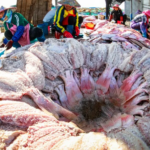 海南・儋州で春節前の「干し赤魚」づくりが最盛期　無形文化遺産の手仕事