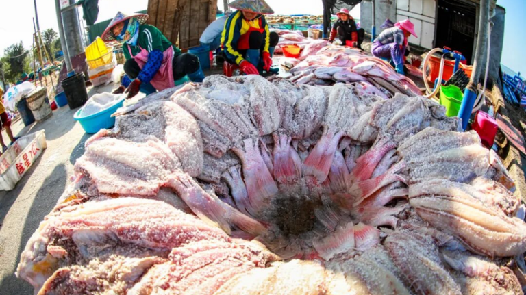 海南・儋州で春節前の「干し赤魚」づくりが最盛期　無形文化遺産の手仕事