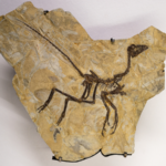 3KJMY28KRIQHUOEN1VOE - NewsTomo – 日本語で読む、世界のニュースハブ カラスサイズの新種恐竜「アルナシェトリ」 ほぼ全身化石がアルゼンチンで発見