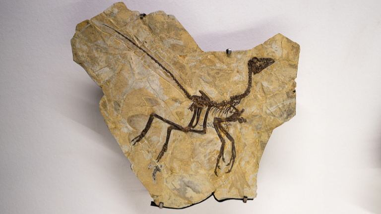 カラスサイズの新種恐竜「アルナシェトリ」 ほぼ全身化石がアルゼンチンで発見