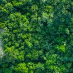 中国本土の植林、AIで「量から質へ」──植樹節で進む“高精度の森づくり” video poster