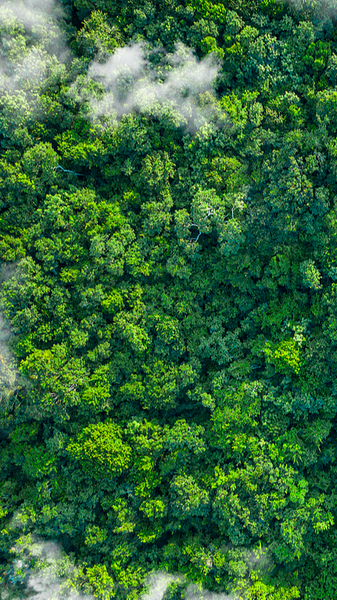 中国本土の植林、AIで「量から質へ」──植樹節で進む“高精度の森づくり” video poster