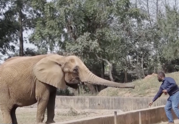 タンザニア、2016年の野生動物取引禁輸を見直しへ　人と動物の衝突が背景