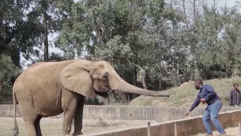 タンザニア、2016年の野生動物取引禁輸を見直しへ　人と動物の衝突が背景