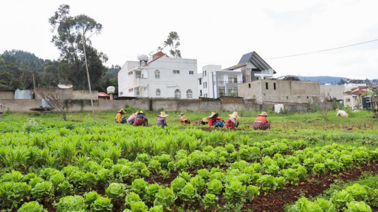 国際女性デー2026前に注目：アフリカの女性農家投資が食料の未来を左右