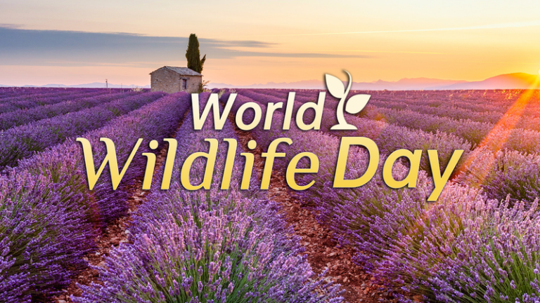 世界野生生物の日2026、薬用・芳香植物を守る理由