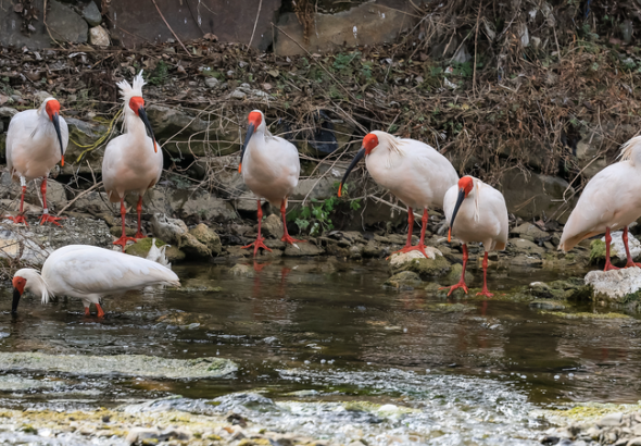 中国の野生生物保護、重点種の80％超が「効果的に保護」—世界野生生物の日に発表