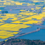 中国の「生態・環境法典」成立、緑の改革を“法典”に落とし込む意味