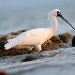 中国本土・深圳、公園照明を減光へ 渡り動物のための“橋”も整備