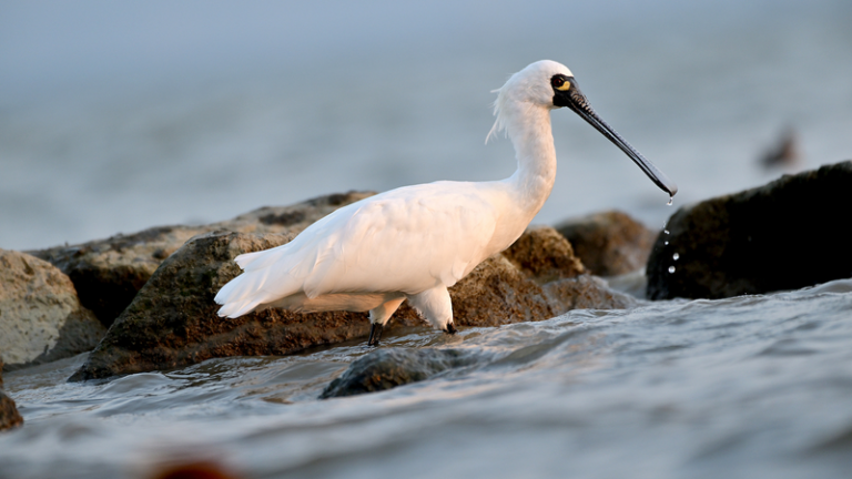 LSZTRGUZ9HVUQPK29YDH