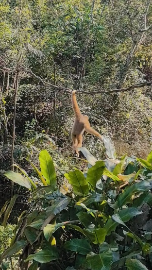 雲南・プーアルの森で希少なシロホオテナガザル2頭を確認 video poster